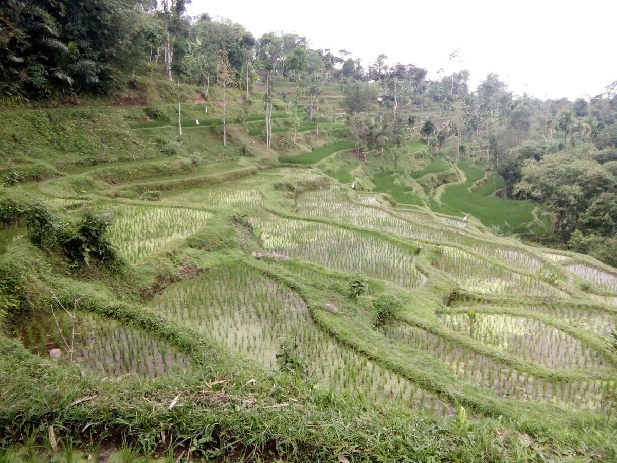 Tetebatu Terrace Homestay Экстерьер фото