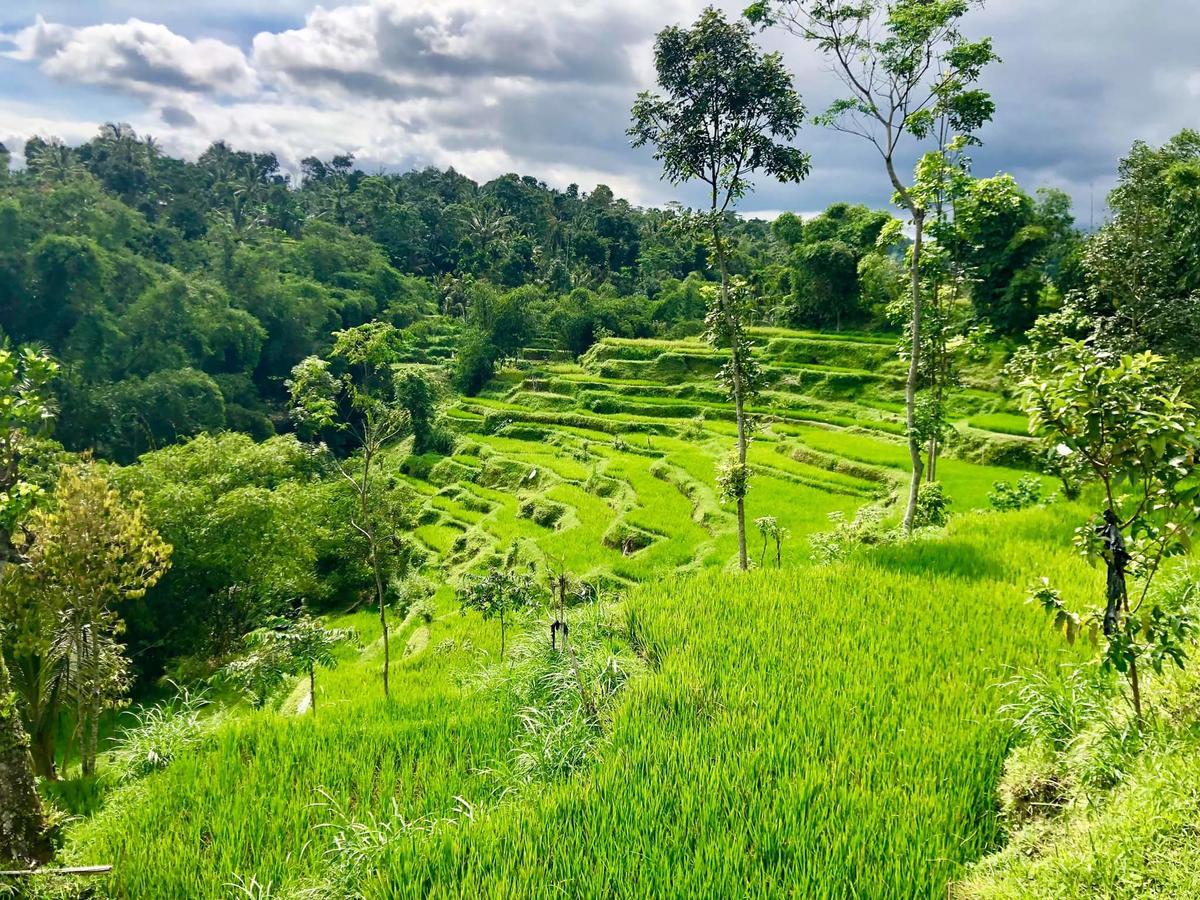 Tetebatu Terrace Homestay Экстерьер фото