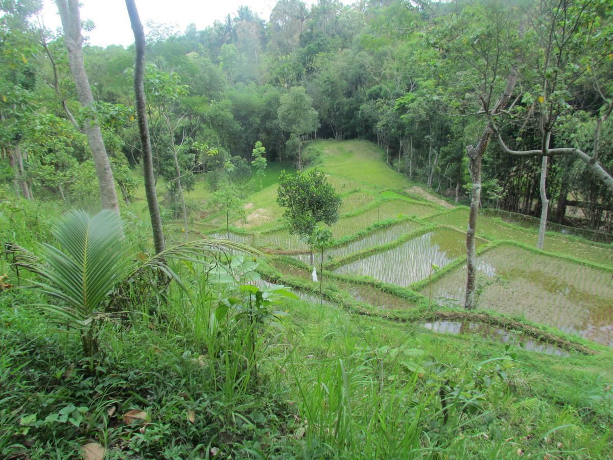 Tetebatu Terrace Homestay Экстерьер фото